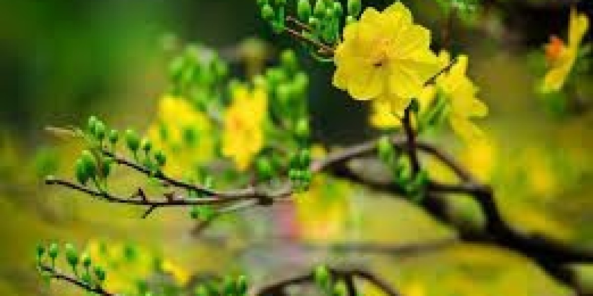 Hướng dẫn chăm sóc cây mai vàng trong chậu để nở hoa đúng dịp Tết Nhâm Dần 2022
